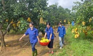 Thanh niên, công an hỗ trợ người dân thu hoạch bưởi đặc sản bị ngập lũ