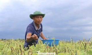 Hướng làm giàu từ giống đậu mới trên đất Hà Tĩnh