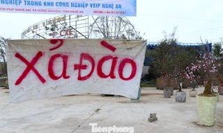 Quất sale đồng giá, đào xả kịch sàn vẫn vắng khách ngày 27 Tết 