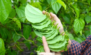 Về nơi 'đếm lá tính tiền' ở Nghệ An dịp áp Tết