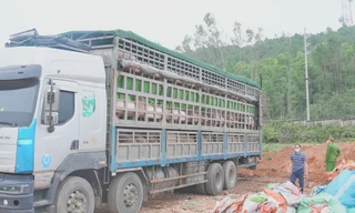 Phát hiện xe tải chở hơn 15 tấn lợn nhiễm dịch tả châu Phi