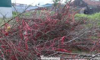 Xót xa hàng trăm cành đào bị chặt bỏ, chất đống bên đường