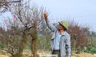 Nghề 'đánh cược' với ông trời