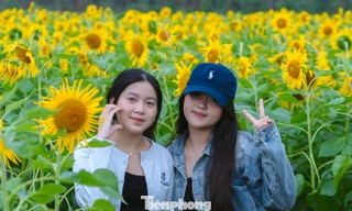 Bạn trẻ nườm nượp check-in vườn hoa hướng dương ở quê Bác