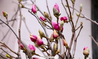 Những loại hoa nhìn như cành củi khô 'cạnh tranh' với đào, quất