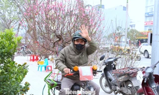 Ngược xuôi những chuyến xe chở hoa, cây cảnh Tết