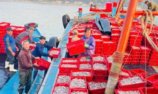 Trúng đậm 16 tấn cá cơm sau một ngày vươn khơi, ngư dân thu về hơn 200 triệu đồng