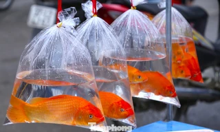 Cá chép, bánh ngào ‘cháy hàng’ ngày ông Công ông Táo