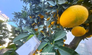 Quất, bưởi ‘siêu quả’ giá hàng chục triệu đồng rộn ràng xuống phố