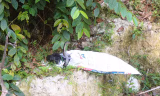  Rắn hổ mang chúa dài 2,6 m bất ngờ xuất hiện trong khu dân cư giữa đêm