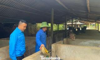 Cử nhân về bản, dựng sinh kế bền vững trên đồi