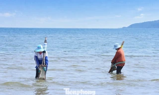 'Đi giật lùi' ở biển Cửa Lò, đổi sức kiếm mẻ ngao mưu sinh