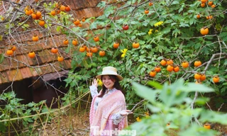 Check in ở 'thủ phủ' hồng cổ thụ chín rực rỡ