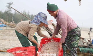 Ngư dân rẽ sóng săn con bé tí teo, bỏ túi tiền triệu mỗi ngày