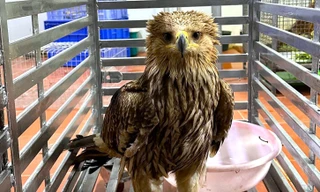 Phát hiện đại bàng đầu nâu quý hiếm nằm thoi thóp bên đường