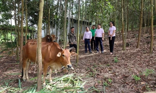 Hiệu quả từ vốn vay của ngân hàng chính sách