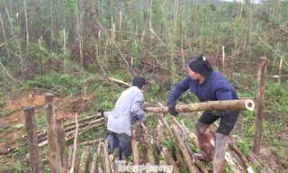 Những đồi keo xanh bạt ngàn bị bão đánh xác xơ 