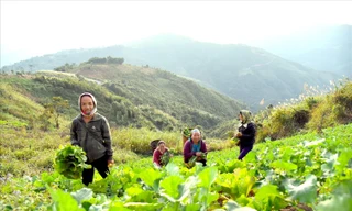 Chuyển đổi nghề giúp người dân miền núi Nghệ An vững tin phát triển kinh tế