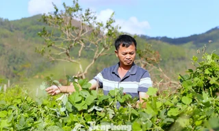 Cây trồng '3 lợi ích' giúp nông dân thoát nghèo