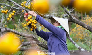 Đánh thức giá trị hồng cổ dưới chân núi thiêng, giữ sinh kế bền vững