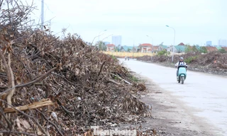 Rác cây xanh chất cao như đồi nhỏ giữa phố Nghệ An