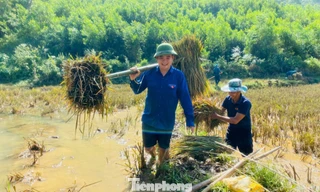 'Áo xanh' dọn dẹp trường lớp, giúp người dân gặt lúa sau bão lũ