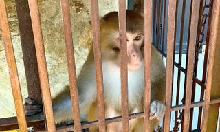 Khỉ vàng quý hiếm đi lạc vào nhà dân ở Nghệ An