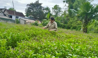 Cây dược liệu giúp bà con vùng cao thoát nghèo