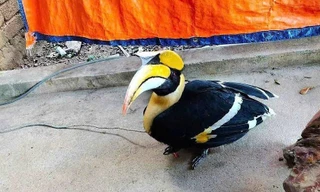 Chim lạ quý hiếm bay lạc vào nhà dân ở Nghệ An