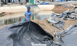 Bão chồng bão, người nuôi tôm ở Nghệ An trắng tay