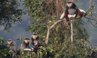 Bảo tồn 'kho báu xanh' của Việt Nam