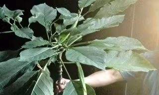 Hái rau rừng về nấu ăn, 3 người trong một nhà ngộ độc nặng