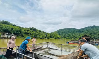 Cá nuôi lồng liên tiếp chết bất thường, chưa rõ nguyên nhân