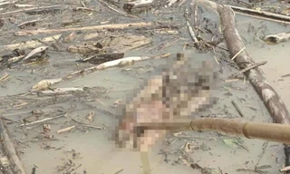 Liên tiếp phát hiện nhiều thi thể trôi dạt về lòng hồ thủy điện ở Nghệ An