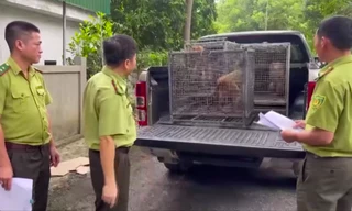 Người dân giao nộp nhiều cá thể động vật hoang dã rùa núi vàng, khỉ