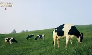 68 năm gìn giữ vị nguyên bản - khi giá trị được bồi đắp bằng thời gian