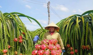 Sốt ruột vì nông sản Việt vào châu Âu 'tắc' mãi chưa thông 