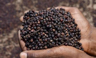 Hồ tiêu Việt Nam 'một mình một chợ' khi cả thế giới liêu xiêu 