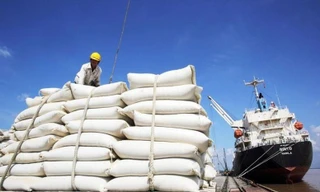 Gạo Việt Nam phi mã bất chấp Ấn Độ xả kho, giá thế giới lao dốc 