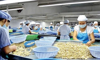 Lý do Trung Quốc rốt ráo gom mua hạt điều Việt Nam