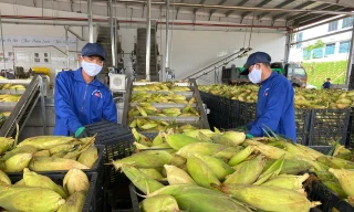 Rau quả Việt ảnh hưởng ra sao khi Mỹ áp thuế 20%?
