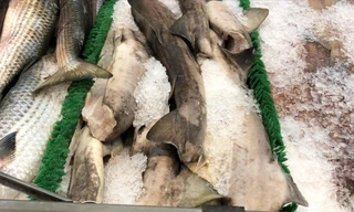 Bất ngờ thịt loài cá mập cực kỳ nguy hiểm xuất hiện trên kệ siêu thị