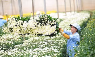 Lá tre bỗng dưng đắt khách, loài hoa dân dã trở thành 'ngôi sao' 