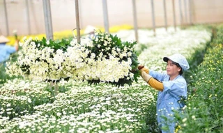 Lá tre bỗng dưng đắt khách, loài hoa dân dã trở thành 'ngôi sao' 