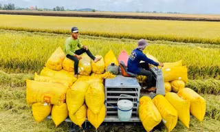 Thủ tướng yêu cầu các bộ, ngành khẩn trương vào cuộc sau phản ánh của Báo Tiền Phong về lúa gạo 
