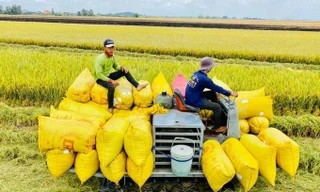 Lên phương án ứng phó việc Philippines tạm dừng nhập gạo