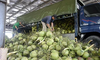 Từ loài cây ít giá trị nay trở thành 'ngôi sao' xuất khẩu của Việt Nam