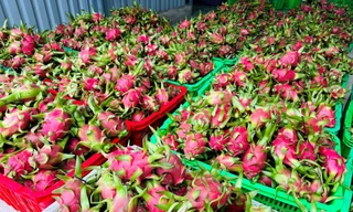 Đằng sau việc thanh long Việt Nam phụ thuộc một thị trường