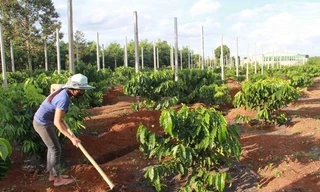 Nhức nhối nạn tranh chấp, lấn chiếm khi giao khoán đất cho doanh nghiệp 