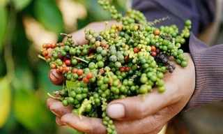 Bất ngờ giá hồ tiêu Việt Nam 